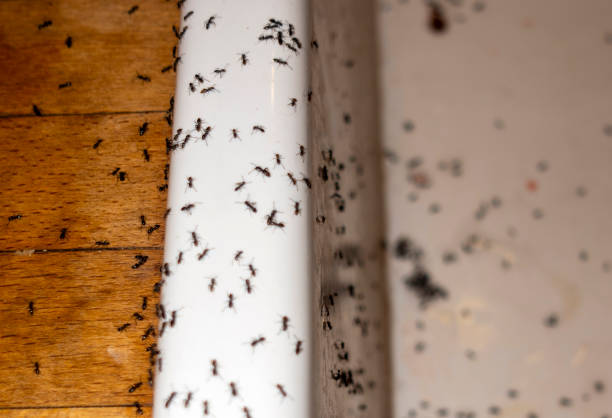Best Best Pest Control Companies  in North Liberty, IN